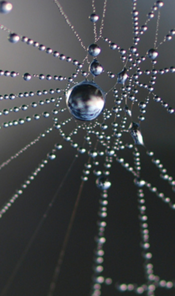 spinnenweb